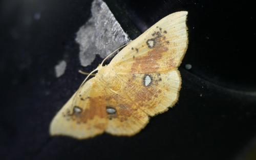 Réf. 268 281 : Cyclophora albiocellaria albiocellaria
